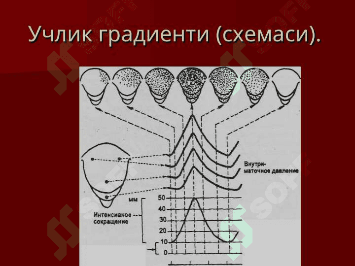 Патологик тугрук. Тугрукни актив ва пассив фазалари  чузилиши. Ёлгон тугрук 7