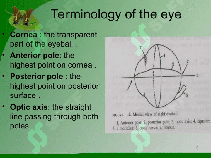 The Eye 4