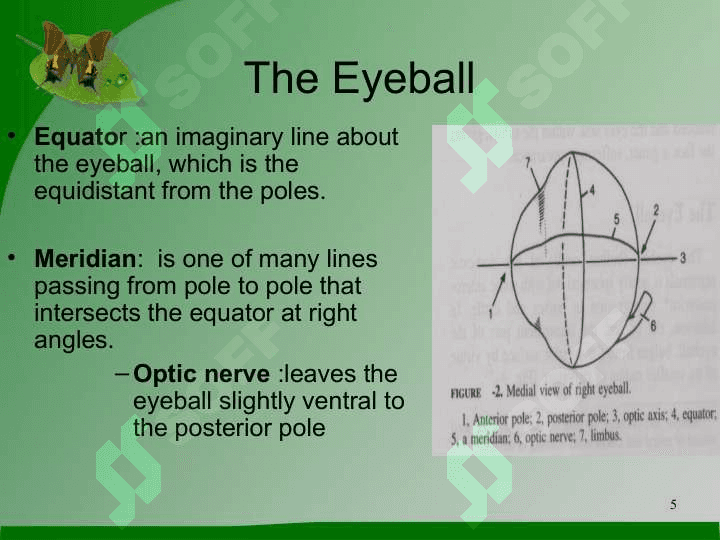 The Eye 5