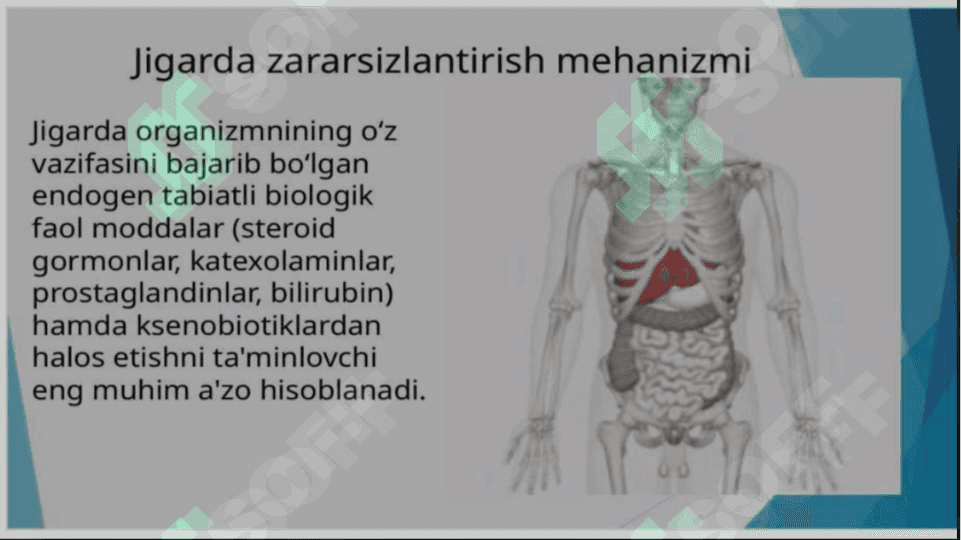 Jigarda gormonlarni zararsizlantirilishi.Etanol metabolizmi ALDG fermentining izoformalari pptx 2