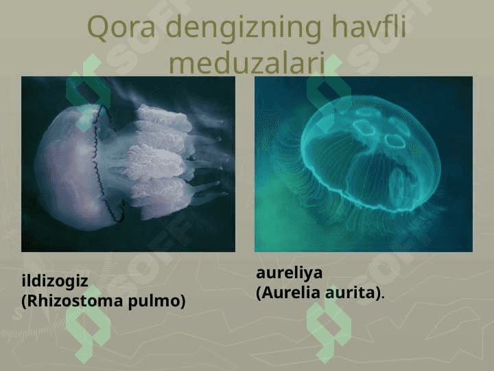 Zaharli hayvonlar 8