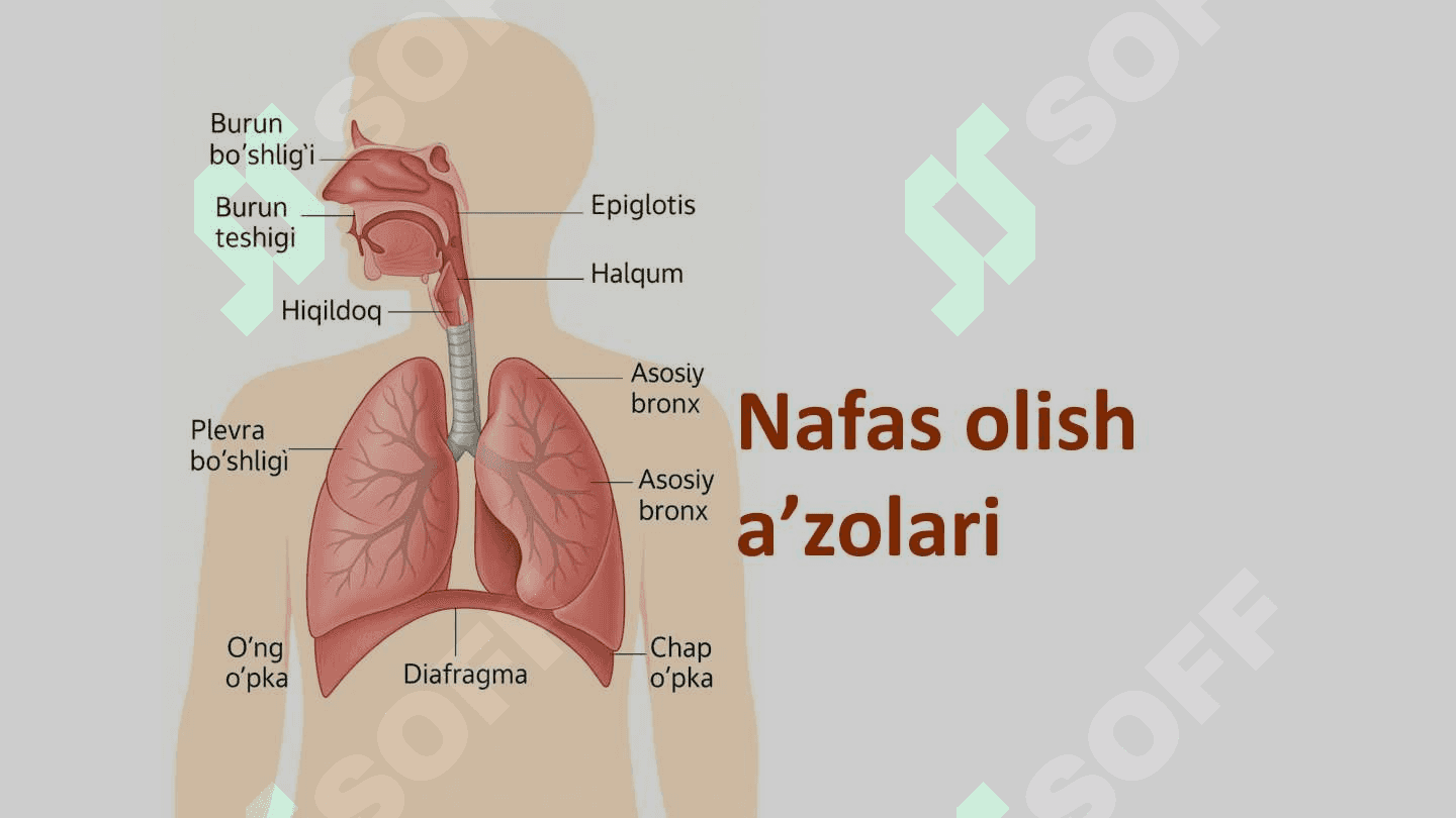 Nafas tiplari. Nafasning o'z-o'zini boshqarishi O'pkaning nafasga oid bo'lmagan funktsiyalari. Sun'iy nafas 3