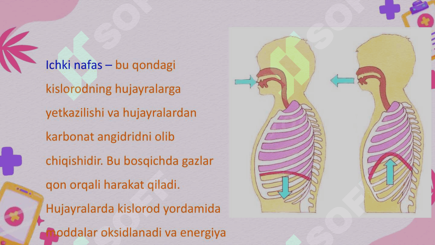 Nafas tiplari. Nafasning o'z-o'zini boshqarishi O'pkaning nafasga oid bo'lmagan funktsiyalari. Sun'iy nafas 4