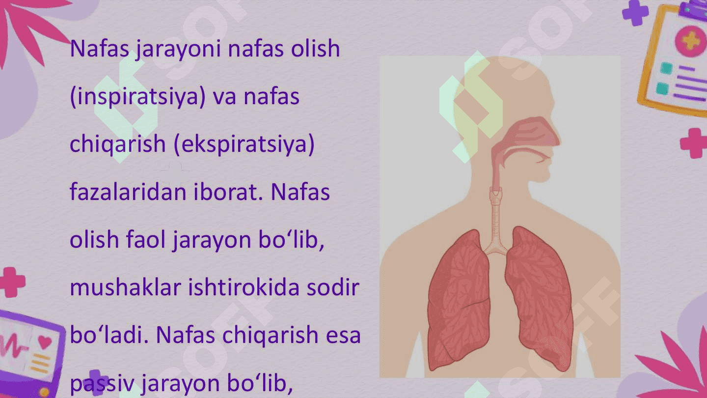 Nafas tiplari. Nafasning o'z-o'zini boshqarishi O'pkaning nafasga oid bo'lmagan funktsiyalari. Sun'iy nafas 8