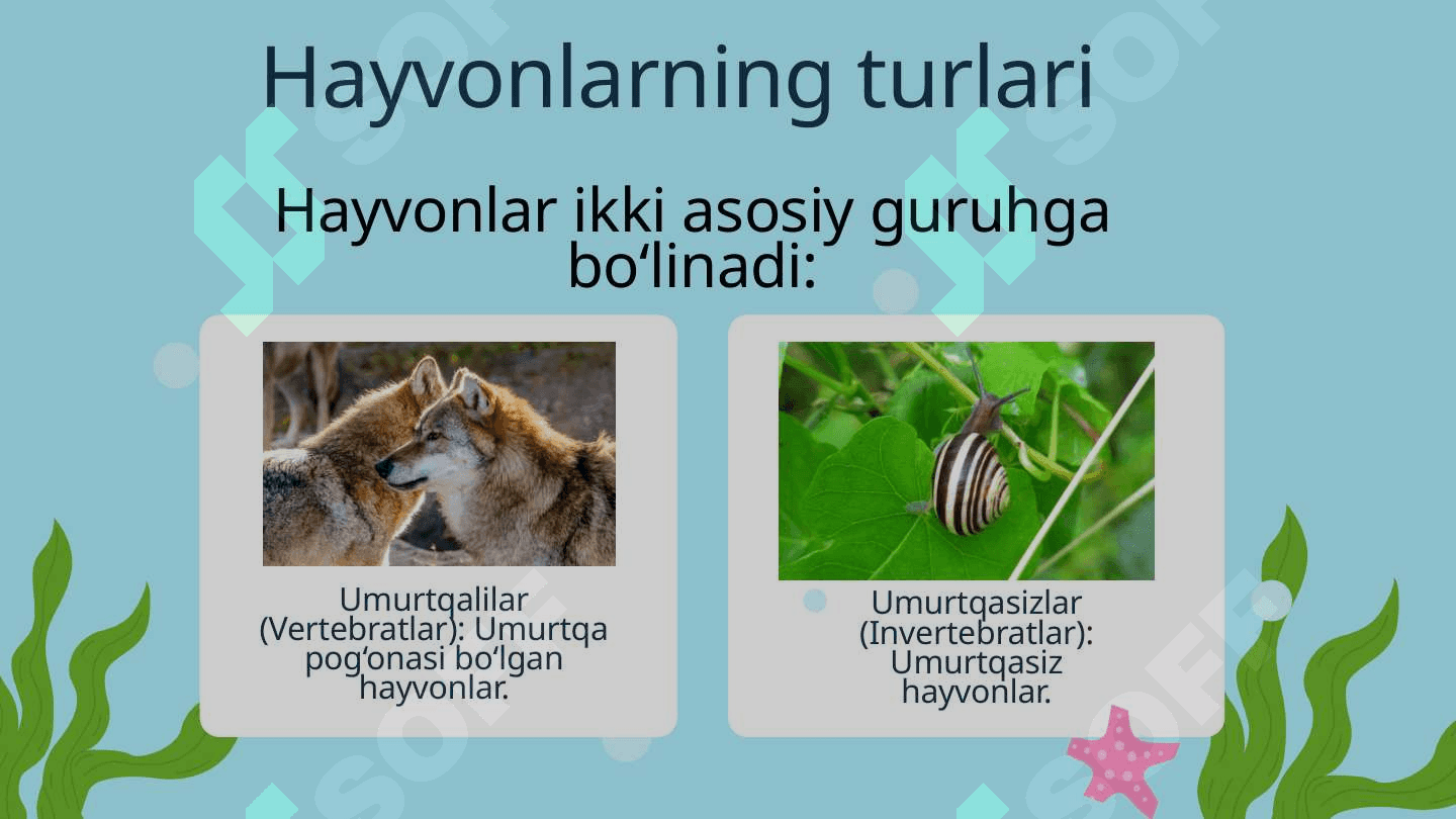 Hayvonlarning turlari 3