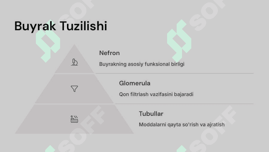 Ayiruv sistemasi. Buyraklar fiziologiyasi 3