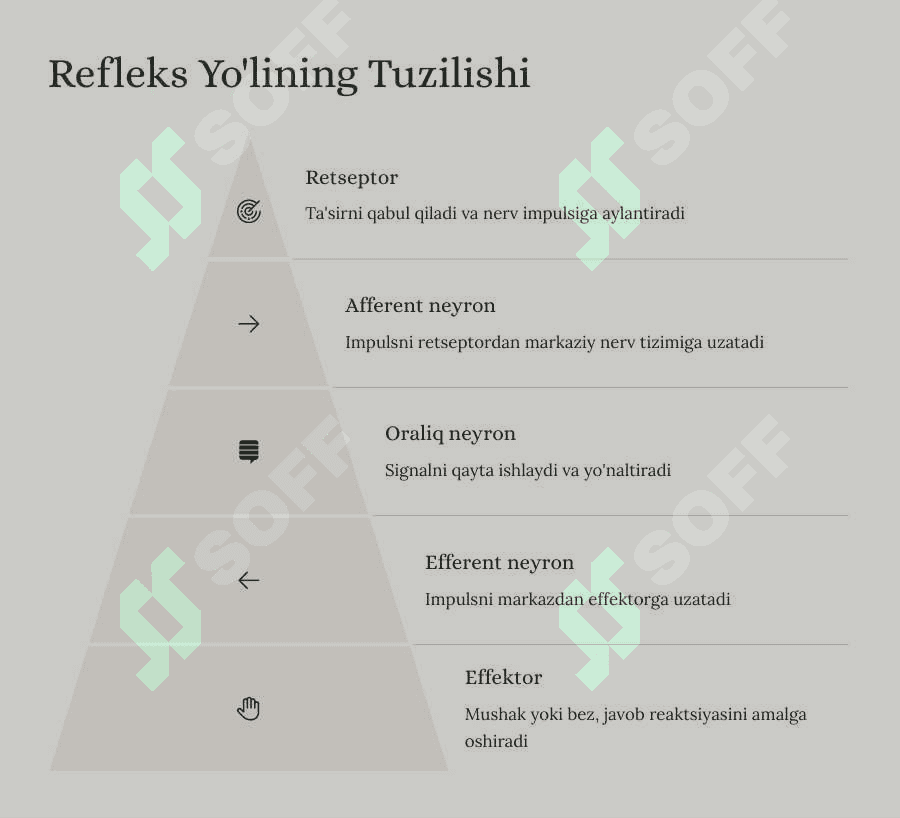 Orqa miya reflector va o`tkazuvchi yo`l faoliyati, tekshirish usullari. Uzunchoq miya va o`rta miya. 6