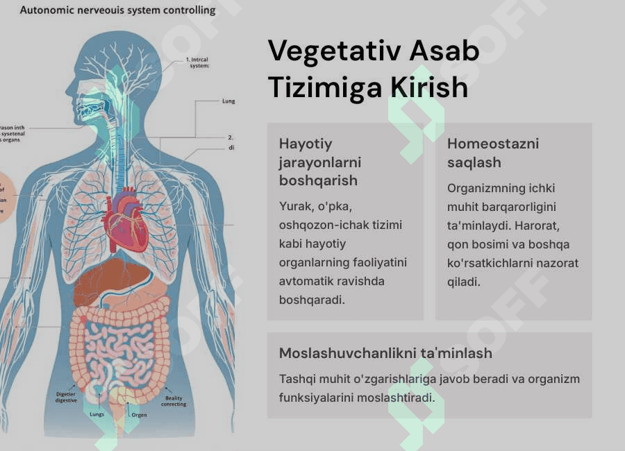 Vegetativ asab sistemasini o`rganish. Avtоnom asab tizimi, simpatik, parasimpatik va metasimpatik asab tizimi. 2