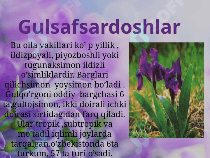 Bir urug’ pallalilar sinfi 5
