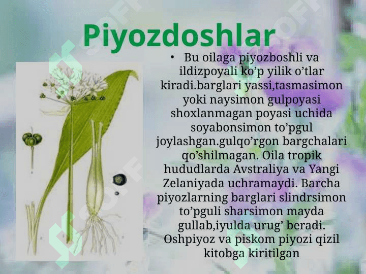 Bir urug’ pallalilar sinfi 8