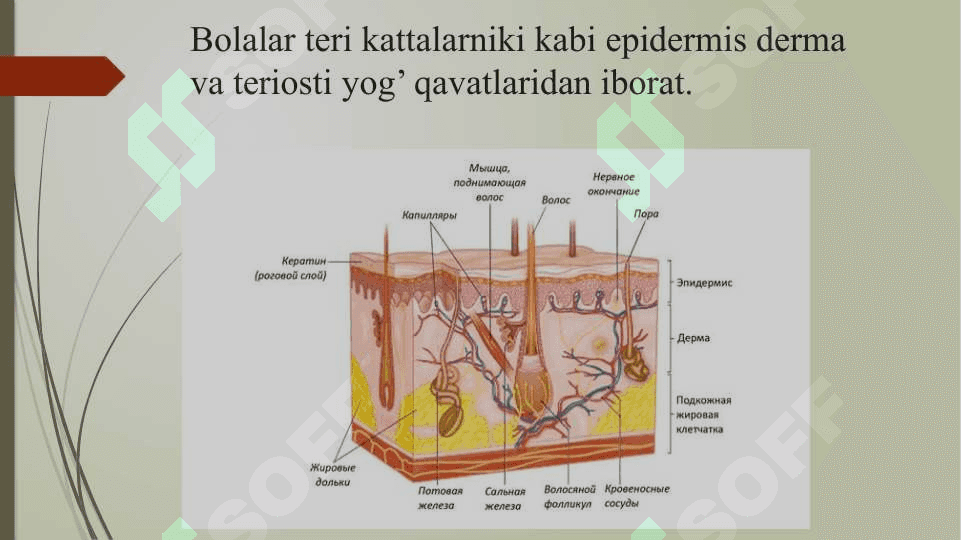 Bemor bolani umumiy ko'zdan kechirish Tana qismlari bo'yicha ko'zdan kechirish: bosh, yuz, bo'yin, teri qoplamlari, teri osti yog' klechatkasi, mushaklar, suyaklar, bug'imlar, qo'l-oyoqlar. Bolalarni o'sish va rivojlanishini baholash standartlari va mezonlari 5