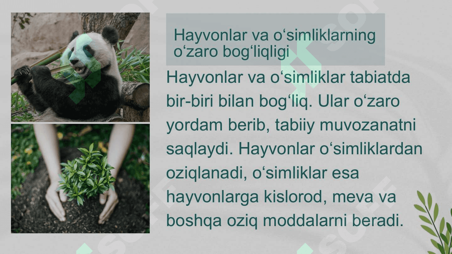 Oʻsimlik va hayvonlarning oʻzaro bogʻliqligi 2
