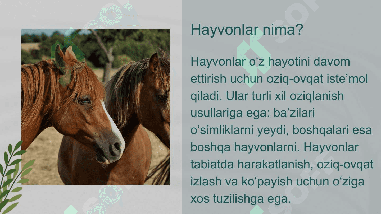 Oʻsimlik va hayvonlarning oʻzaro bogʻliqligi 4