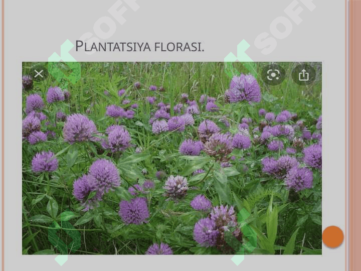 Flora va Taksonomiya fanini rivojlanishida olimlarning hissasi 6