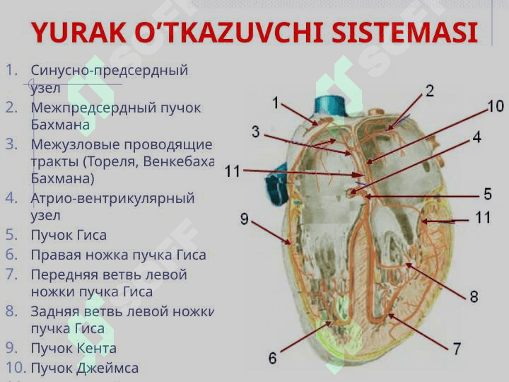 Yurak ritmining buzilishlari 2