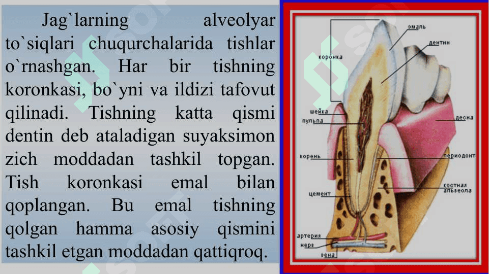 Ovqat hazm qilish tizimi fiziologiyasi 6