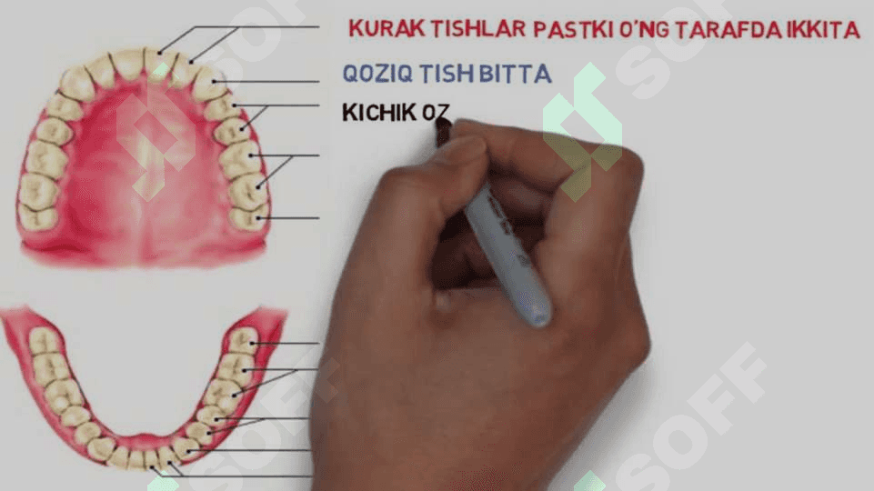 Ovqat hazm qilish tizimi fiziologiyasi 8