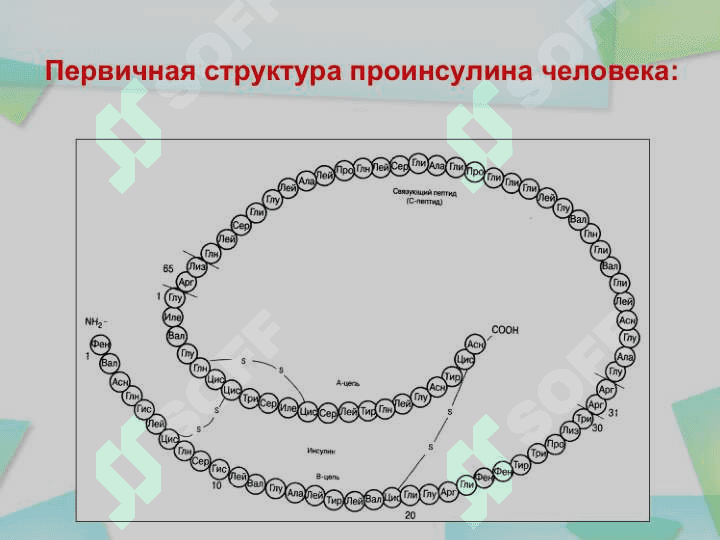 Белки – биологические полимерные молекулы, мономерами которых являются аминокислоты, соединенные пептидными связями. 7