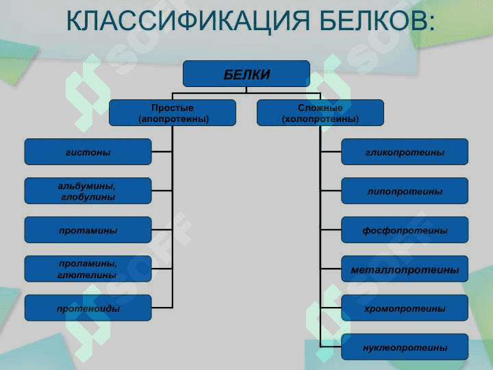 Белки – биологические полимерные молекулы, мономерами которых являются аминокислоты, соединенные пептидными связями. 8
