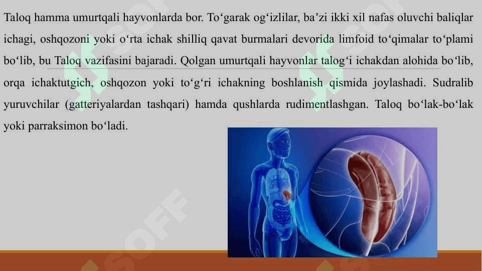 TALOQ HAQIDA 4