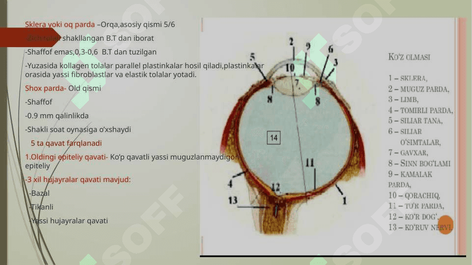 Sezgi a’zolari.Ko’rish a’zosi.(Organum visus) 3
