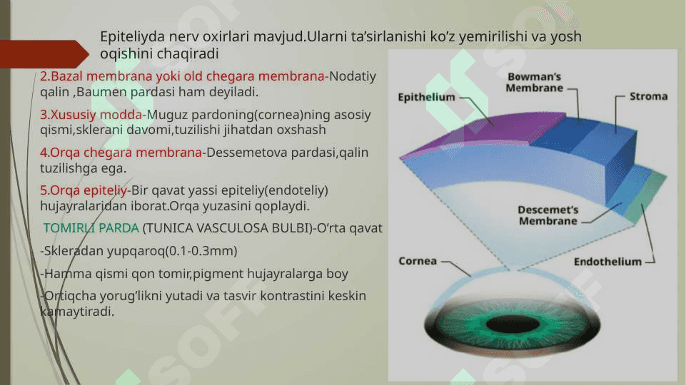 Sezgi a’zolari.Ko’rish a’zosi.(Organum visus) 4
