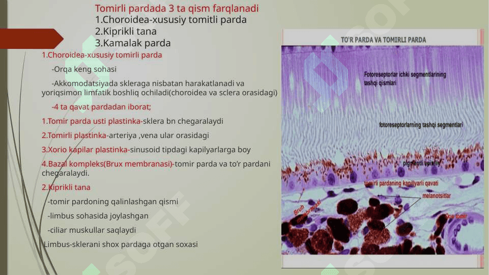 Sezgi a’zolari.Ko’rish a’zosi.(Organum visus) 5