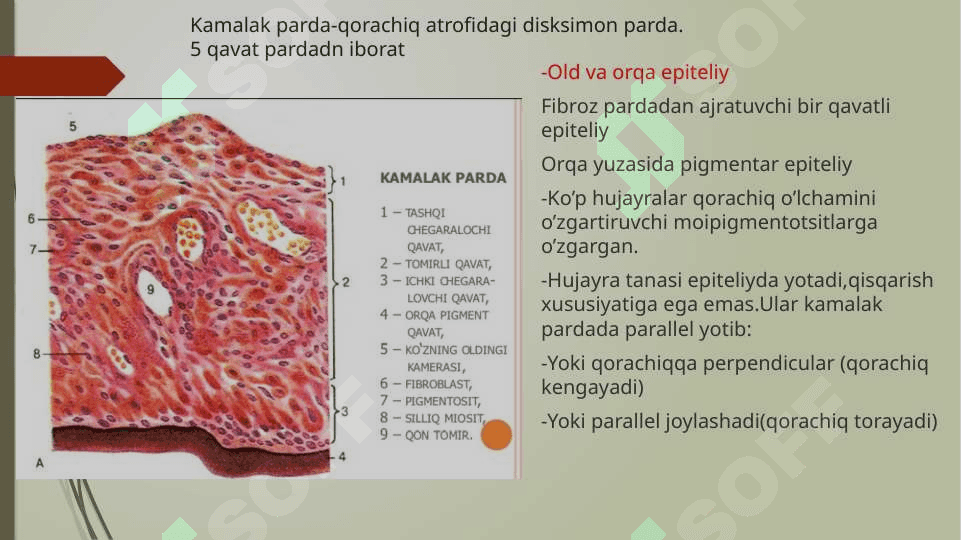 Sezgi a’zolari.Ko’rish a’zosi.(Organum visus) 7