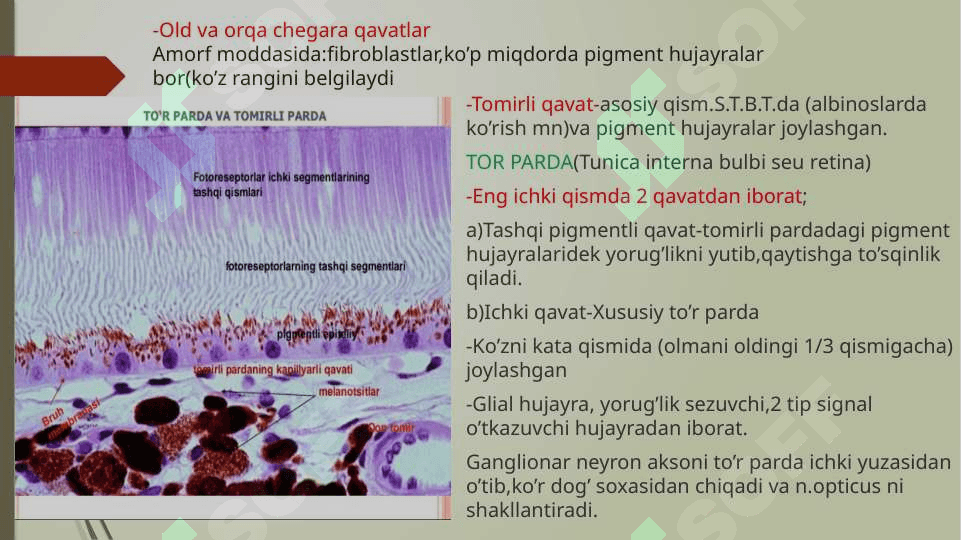 Sezgi a’zolari.Ko’rish a’zosi.(Organum visus) 8