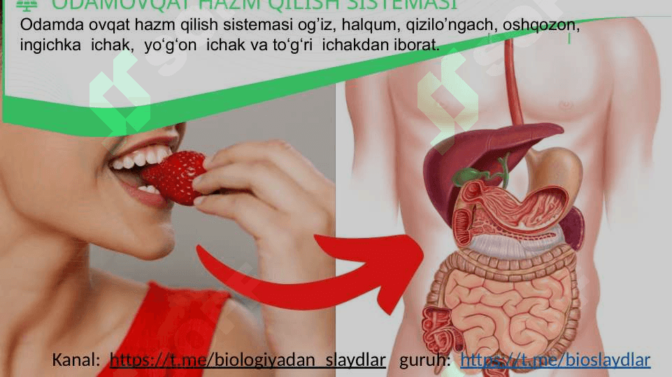 ODAMNING OVQAT HAZM QILISH SISTEMASI 6