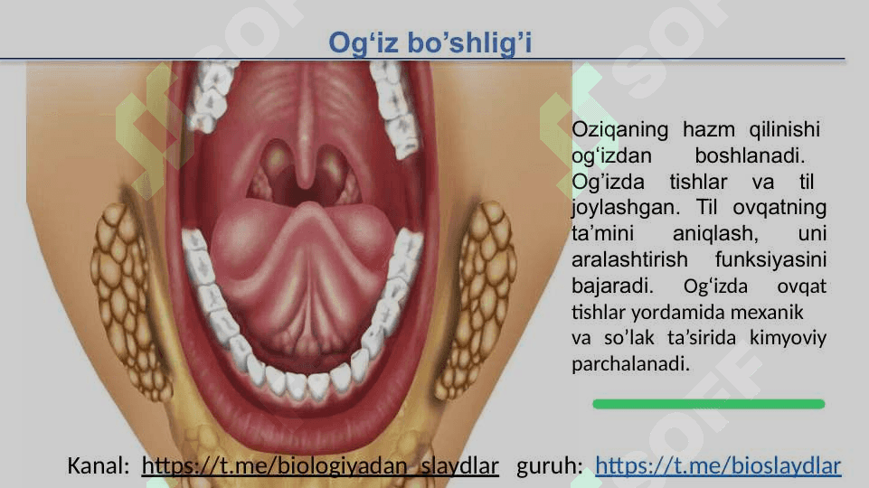 ODAMNING OVQAT HAZM QILISH SISTEMASI 8