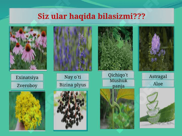 “Qirqbo`g`imlar mavzusida” 6