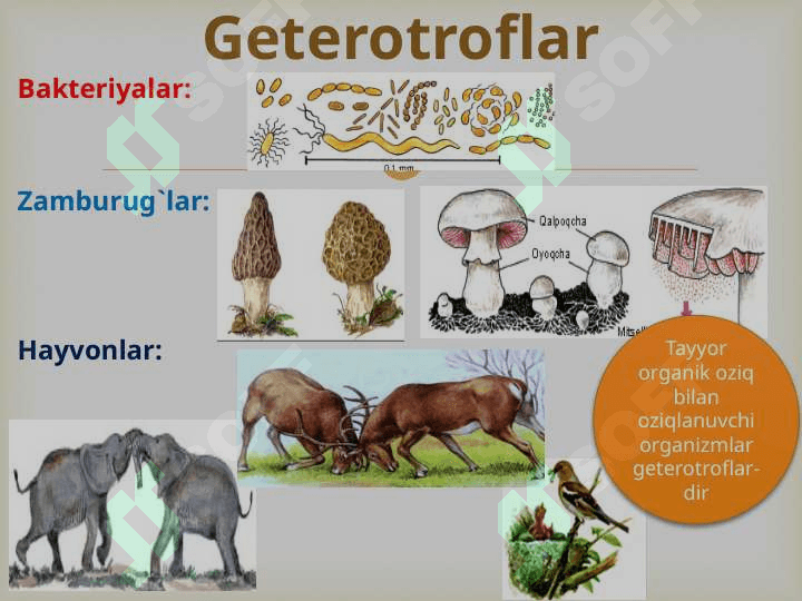 “Tirik organizmlarning xususiyatlari” 8