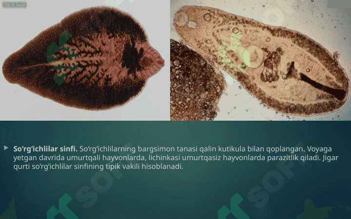 Yassi chuvalchanglar tipi so‘rg‘ichlilar va tasmasimon chuvalchanglar sinflari 2