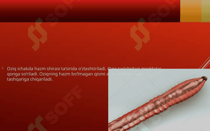 Yomg‘ir chuvalchangining ichki tuzilishi 4