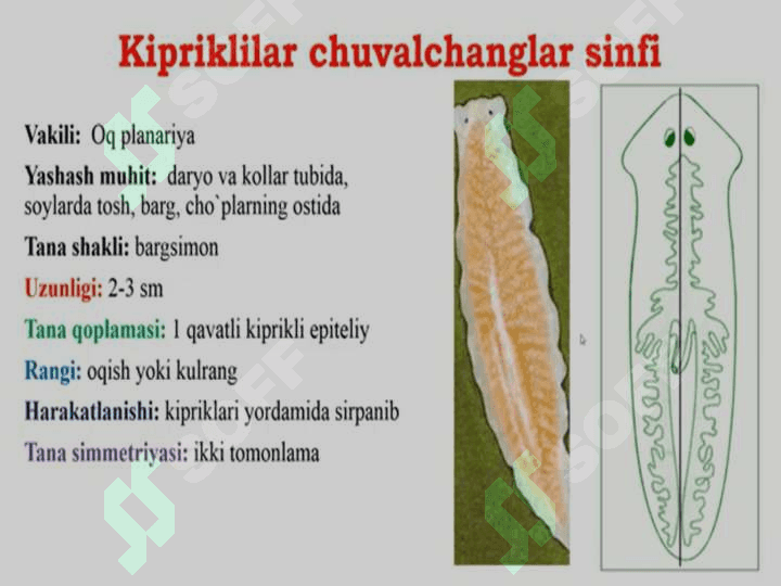 Yassi va to’garak chuvalchanglar tipi 3