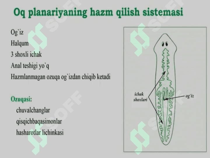 Yassi va to’garak chuvalchanglar tipi 5