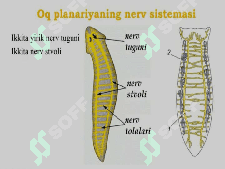 Yassi va to’garak chuvalchanglar tipi 8