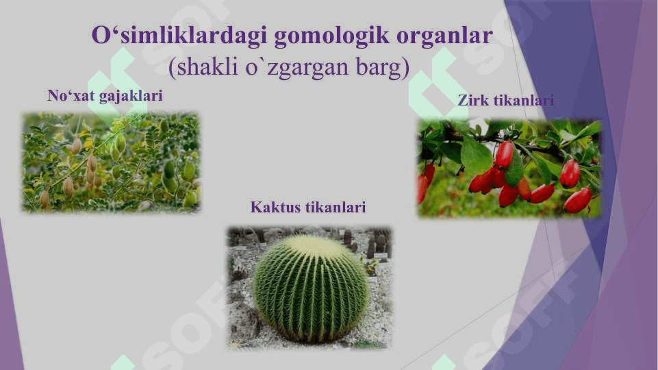 Evolyutsiyani isbotlashda solishtirma anatomiya, poleontologiya fanlari dalillari” 7