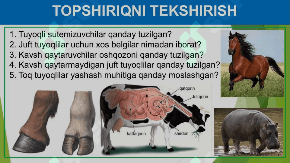 Primatlar turkumi. Sutemizuvchilarning ahamiyati 3