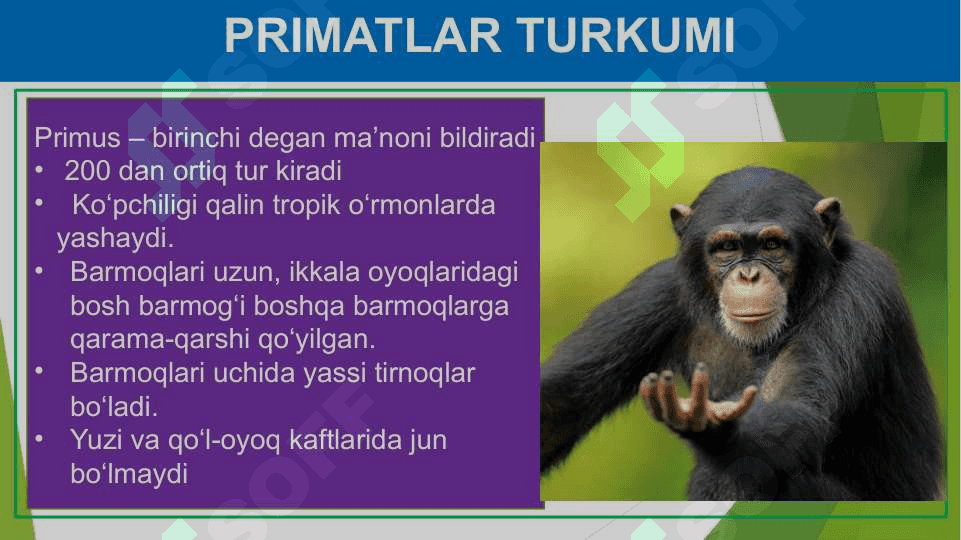 Primatlar turkumi. Sutemizuvchilarning ahamiyati 7