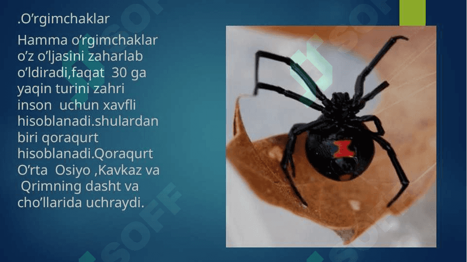 O‘rgimchaksimonlar sinfi. Butli o‘rgimchak, 2
