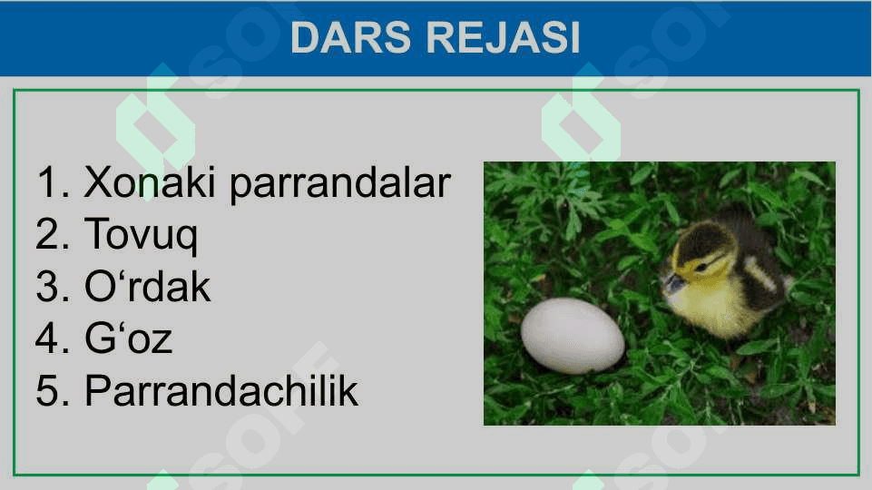 Parrandachilik 2