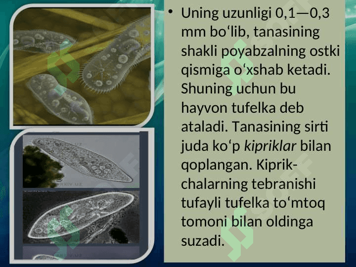 Infuzoriyalar va sporalilar sinflari 5