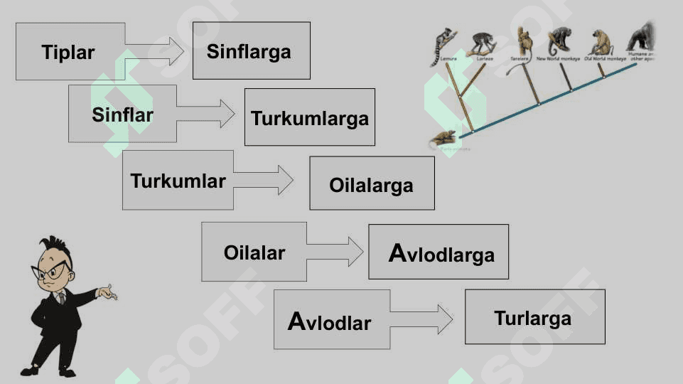 Evolutsion o‘zgarishlarning tiplari 5