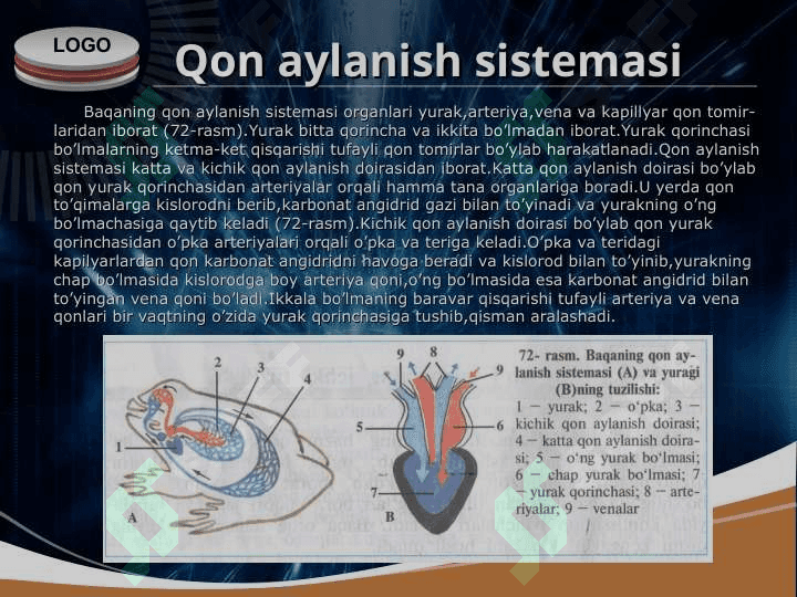 Ko’l baqasining ichki tuzilishi 4