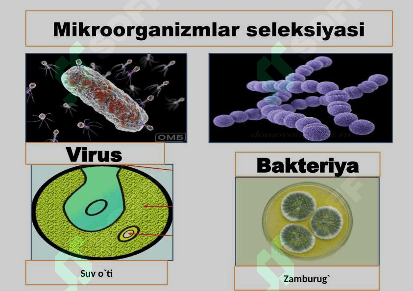 O`simlik va hayvonlar seleksiyasi 2