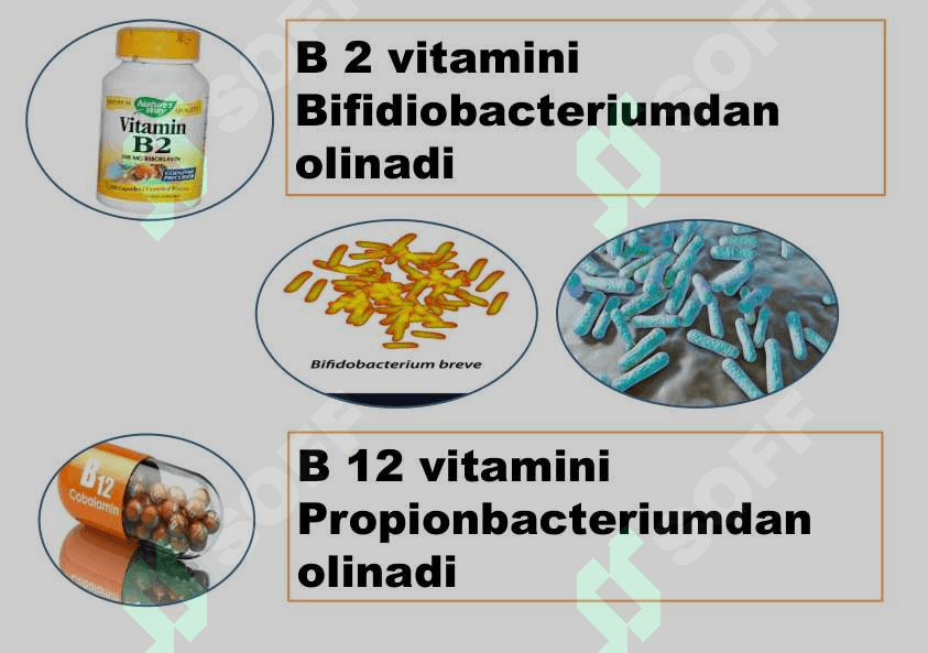 O`simlik va hayvonlar seleksiyasi 6