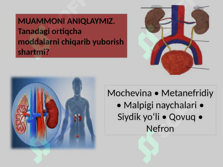 odam va hayvonlarning ayirishi 2