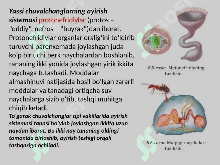 odam va hayvonlarning ayirishi 4